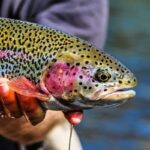 Maximizing Online Visibility for Fishing Guides